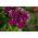 Petunie s rozcuchanými květy - odrůda mix - 80 semen - Petunia x hybrida fimbriatta  - semena