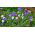 Kornblomst - mix - 220 frø - Centaurea cyanus