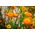 Strawflower - Orange - Helichrysum bracteatum - Perfect for Borders and Arrangements - Fresh Seeds