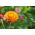Strawflower - Orange - Helichrysum bracteatum - Perfect for Borders and Arrangements - Fresh Seeds