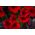 Pétunia - Superkaskadia - rouge - 12 graines - Pétunia x hybrida pendula