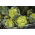 القرنبيط الأخضر "Verde di Macerata" - 54 بذور - Brassica oleracea L. var.botrytis L. - ابذرة