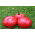 Tomaatti - Raspberry Field - Lycopersicum esculentum  - siemenet