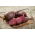 บีทรูท "เนลสัน F1" - กลมยาวเล็กน้อยพันธุ์แรก - 250 เมล็ด - Beta vulgaris