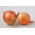 Onion "Eureka" - late variety for long-term storage - 1250 seeds