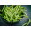 French bean "Nomad" - late, disease resistant variety