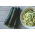 Courgette, Zucchini - Zuboda - Early, High-Yield Variety - Fresh Seeds