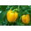 Sweet Pepper - Afrodita - Yellow, Block-Type Variety - Fresh Seeds