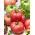 Tomate - Zorza Toruńska - Crecimiento robusto y resistente, alto rendimiento - Semillas frescas