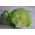 Isbergssallat - Doree de Printemps - 400 frön - Lactuca sativa L.
