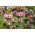 Gloxinia varietate multicolour varietate - 360 de semințe - 