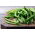 Böna – Fineness - Phaseolus vulgaris L. - frön