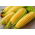 Gula jagung "Tasty Sweet F1" - varietas awal, sangat manis - 30 biji - Zea mays convar. saccharata var. Rugosa