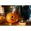 Ornamental Pumpkin - Halloween - Best for Sculpting - Fresh Seeds