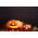 Ornamental Pumpkin - Halloween - Best for Sculpting - Fresh Seeds