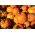 Ornamental Pumpkin - Halloween - Best for Sculpting - Fresh Seeds
