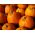 Ornamental Pumpkin - Halloween - Best for Sculpting - Fresh Seeds