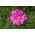 Garden cosmos "Rose Bonbon" - pink variety; Mexican aster - 75 seeds