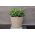 "Sahara petit" pot rond avec une soucoupe - 13 cm - cafe latte - 