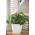 "Sahara petit" yuvarlak tabak - 13 cm - beyaz - 