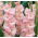 Gladiolus Rose Supreme - 5 bulbs