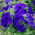 Petunie 'Cascade' Blau - Superkaskadia'