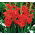 Glayöl Atom - 5 ampul - Gladiolus