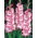 Cheops Gladiolus - 5 bebawang