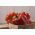 Biber "Mira" - 80 tohum - Capsicum L. - tohumlar