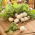 Radish "Aphrodite" - white, shiny, smooth skin - 425 seeds