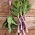 Celtuce "Purpurat"; ก้านผักกาดหอม, ผักกาดหอมหน่อไม้ฝรั่ง, ผักกาดหอมเซลล์, ผักกาดหอมจีน - Lactuca sativa var. angustana  - เมล็ด