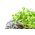Semințe de germinare - pachet mare - set de 6 piese - 