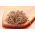 Semi di germogliatura - Set XXL - 18 pezzi + germoglio con 3 vassoi - 