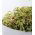 Semi di germogliatura - Set XXL - 18 pezzi + germoglio con 3 vassoi - 