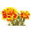 Studentenblume "Giant Bicolour" - Mahagoni-Rot mit Goldrand - 158 Samen