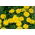 French marigold "Honey Moon" - yellow - 158 seeds