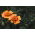 Signet marigold "Lemon Star" - lemon with red rim; golden marigold - 351 seeds