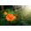 Tagete - Fantastic - Arancio - Tagetes erecta - Fioriture durature, perfette per aiuole - Semi Freschi