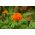 Tagete - Fantastic - Arancio - Tagetes erecta - Fioriture durature, perfette per aiuole - Semi Freschi
