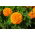 Dwarf pot marigold "Calando" - orange - 108 seeds