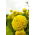 Dwarf pot marigold "Calando" - yellow - 108 seeds