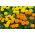 Törpe nagyvirágú bársonyvirág - színkeverék - Tagetes erecta - Kompakt növekedés, élénk nyári virágok - Friss vetőmagok