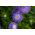 Pom-pom bunga aster "Bolero" - biru muda - 225 biji - Callistephus chinensis  - benih
