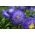Pom-pom bunga aster "Bolero" - biru muda - 225 biji - Callistephus chinensis  - benih