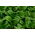 Baby Leaf - Endive "Zuccherina di Trieste"; sawi putih - 972 biji - Chichorium intybus