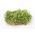 Baby Leaf - Vihannesportulakka - Portulaca oleracea - siemenet