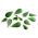 Baby Leaf - Vihannesportulakka - Portulaca oleracea - siemenet