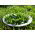 Baby Leaf - Vihannesportulakka - Portulaca oleracea - siemenet