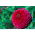 Zinnia elegans - Liliput Purple Gem - 81 semillas - violeta