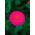 Zinnia violacea - Liliput Rose Gem - rose - 81 graines - Zinnia elegans